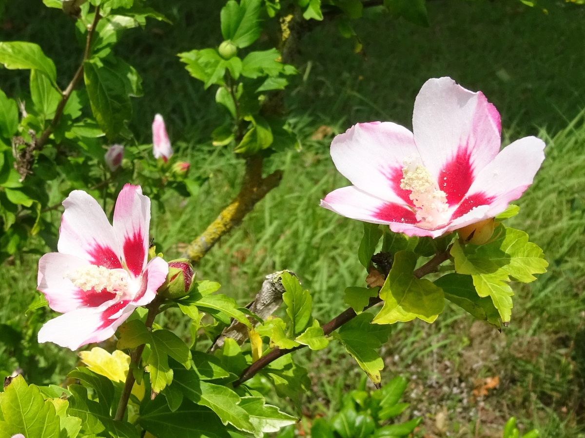 Hibiscus syriacus (Malvaceae)